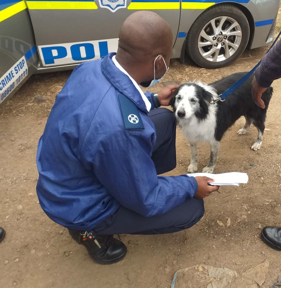 NSPCA inspector examining working SAPS dogs