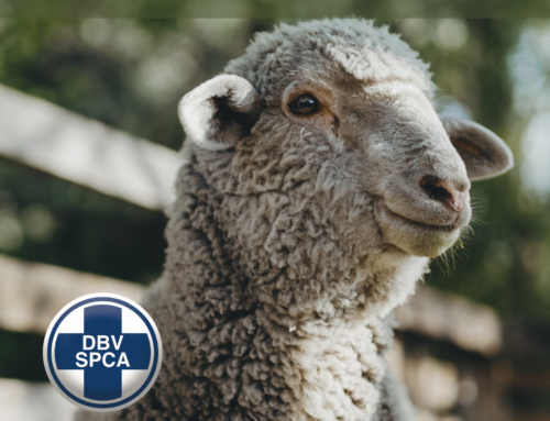 NSPCA Celebrates Victory For Sheep Against Live Export!