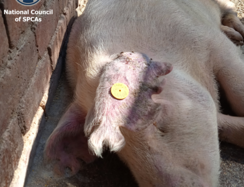 NSPCA Tackles Ear Notching In South Africa – First Success In Limpopo!