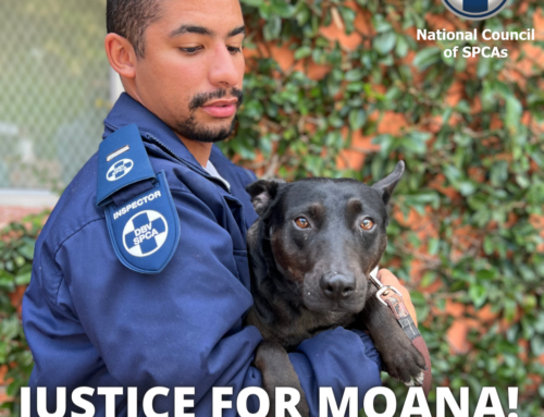 NSPCA Wins Animal Rape Case – 8 Year Direct Imprisonment For Abuser!