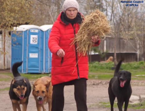 NSPCAs Assistance to The Animal Welfare Organisations In Ukraine
