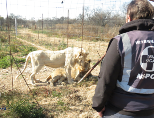 NSPCA Urges Minister Creecy To Take Action During The Phasing Out Of The Captive Lion Industry