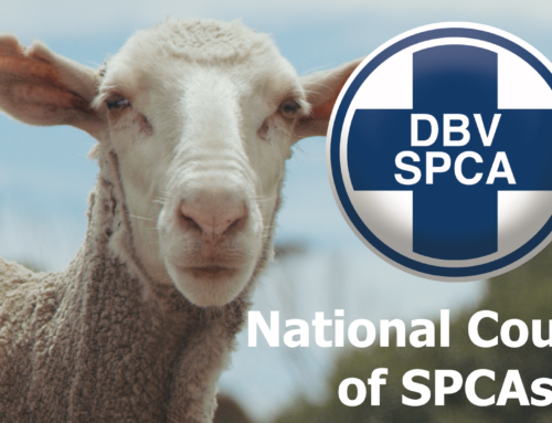 Ban Live Export International Awareness Day 2022