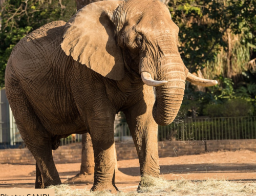 NSPCA to Work on Retirement Plan for Charley the Elephant