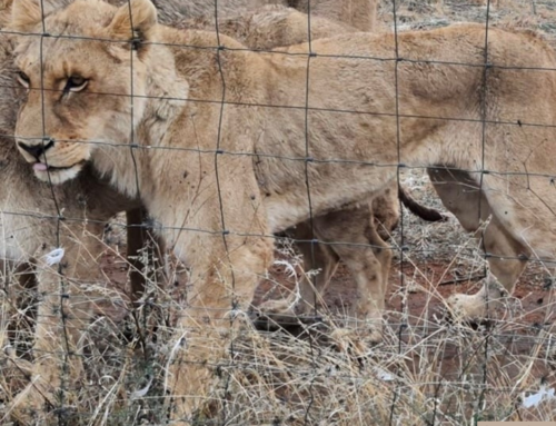 NSPCA Expresses The Urgency For an Exit Strategy For The Closure of The Captive Lion Industry..