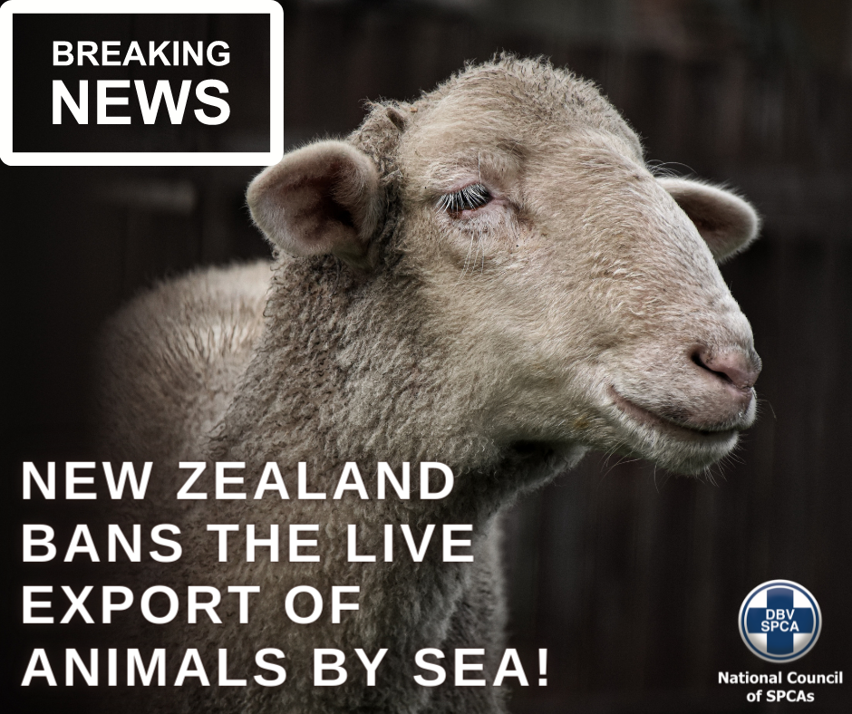 New Zealand Places a Complete Ban Against Live Animal Exports!
