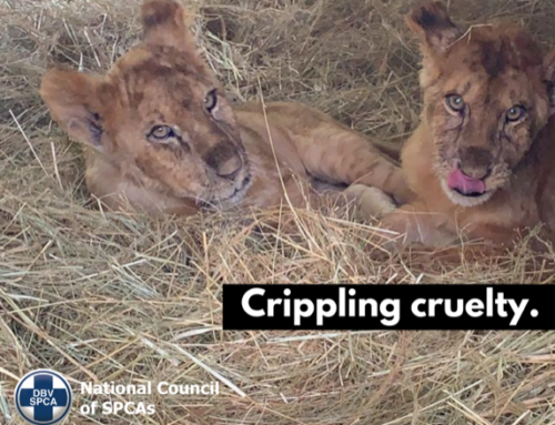 Lion Cub Cruelty Case – Update