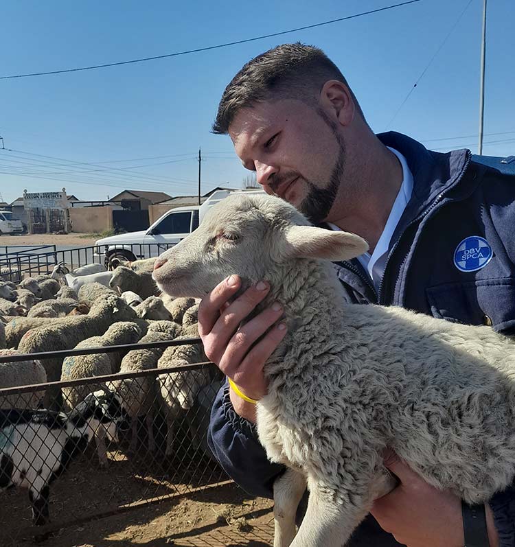 NSPCA Inspector with Sheep