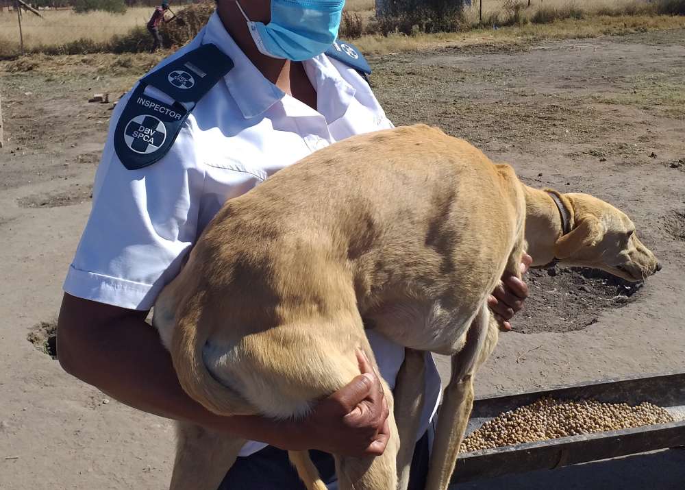 NSPCA Inspector Arno Carrying a Dog