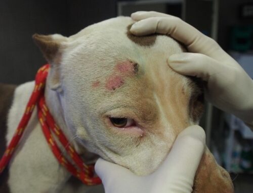 Pitbull Breeder Convicted on 59 Counts of Animal Cruelty