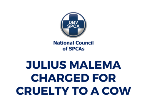 JULIUS MALEMA CHARGED FOR CRUELTY TO A COW
