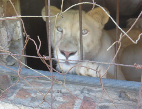 NSPCA Celebrates Major Victory for South Africa’s Lions