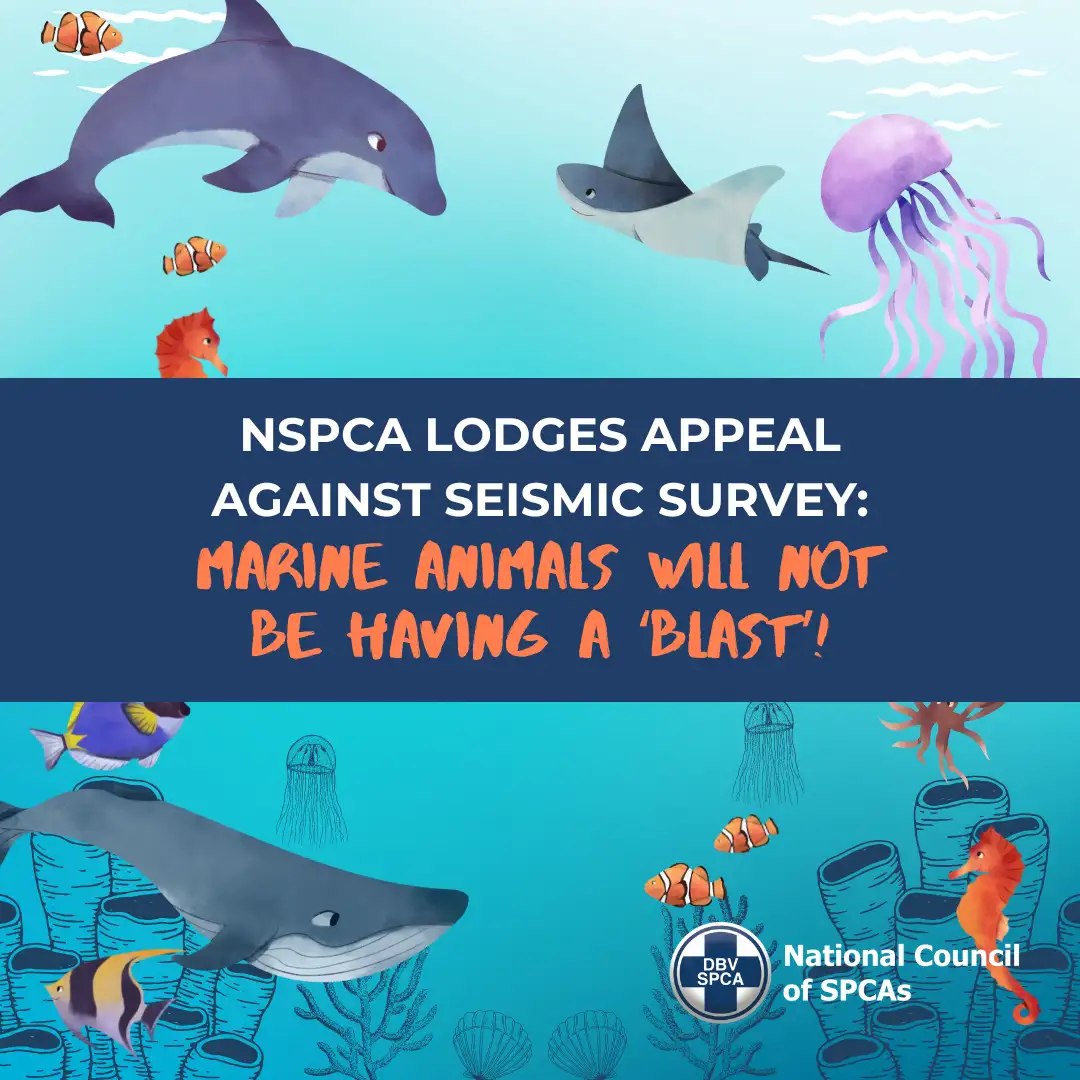 NSPCA Appeal Against Seismic Survey