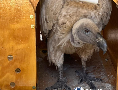 Cape Vulture Rescued from Claws of Illegal Wildlife Trade