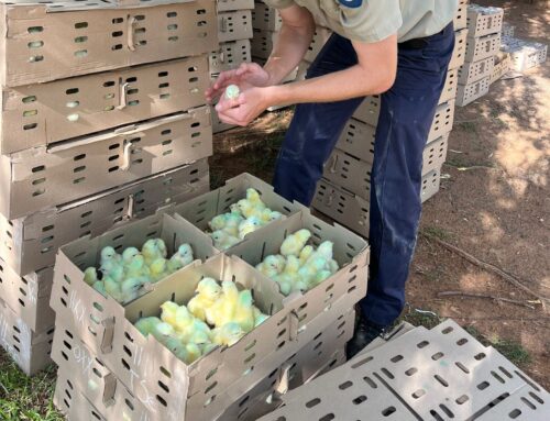 7,700 Chicks Saved From Tragic Fate