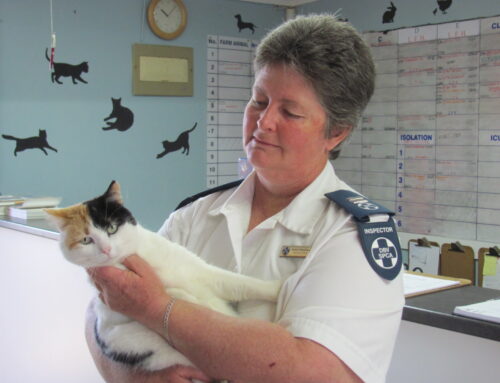 NSPCA Board Appoints Interim Committee for Queenstown SPCA