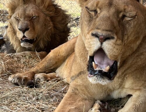 Burnt and Left to Suffer: NSPCA Assists Lions
