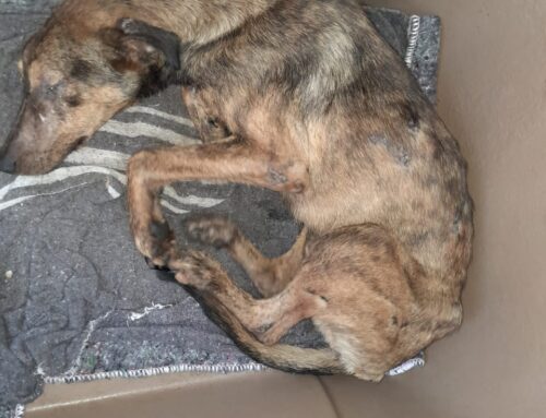 Highveld Ridge SPCA Fails Suffering Animals