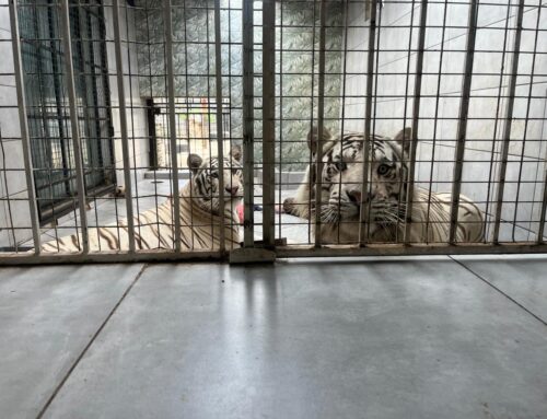 Boksburg Tigers Finally Free
