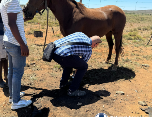 From Wedding Bells to Hoof Woes: NSPCA’s Dr Marock’s Unexpected Rescue