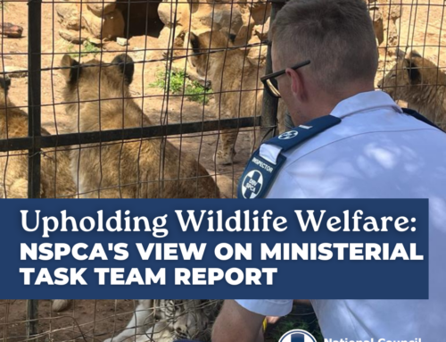 Upholding Wildlife Welfare: NSPCA’s View on Ministerial Task Team Report