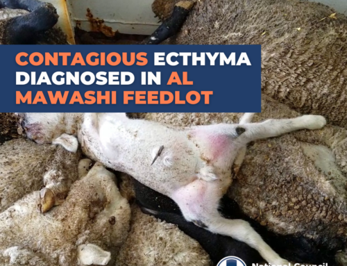 Contagious Ecthyma Diagnosed in Al Mawashi Feedlot