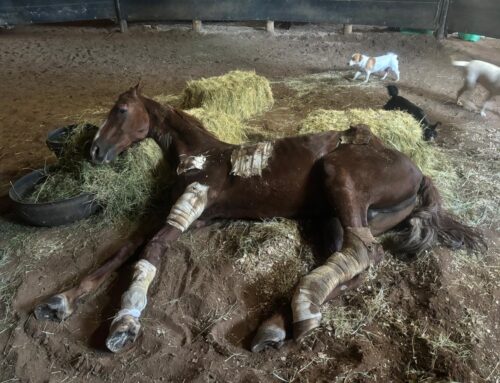 Exposing the Shocking Cruelty Behind Saddle Horses