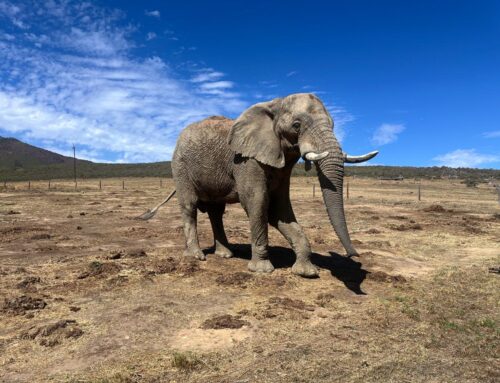 Elephant in Limbo: NSPCA Concerned About Cape Nature’s Lack of Transparency