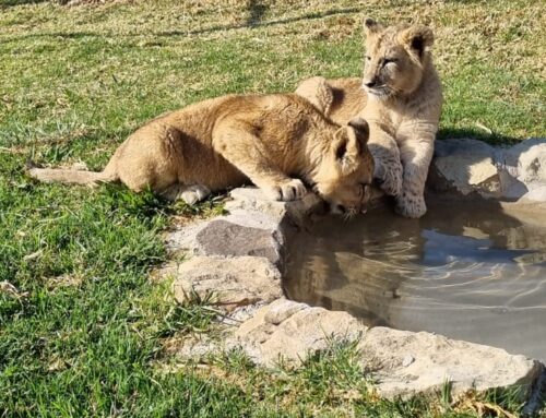 Durban Lion Cubs Released in Place of Safety