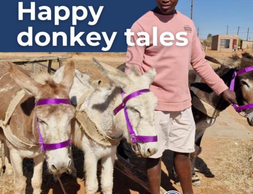Happy Donkeys: Tales of Training & Upliftment