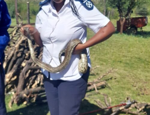A Win in the Fight Against Animal Cruelty – The Case of Abuse Towards a Southern African Python