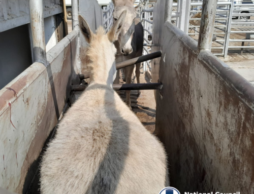 CRUEL END FOR GENTLE EQUINES AT NORTH WEST ABATTOIR