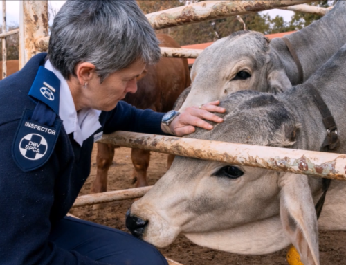 HOW CAN OUR “GNU” CARE SO LITTLE ABOUT DISEASE IN SOUTH AFRICA?