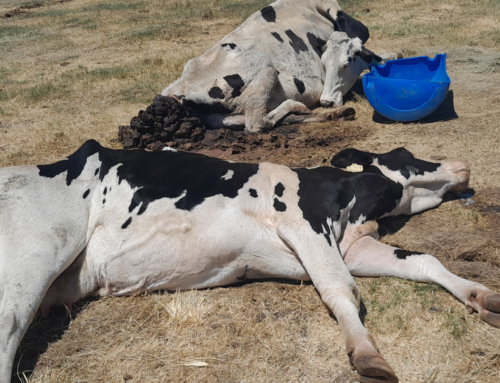 VREDE DAIRY PROSECUTION: NSPCA PERSEVERES DESPITE STALINGRAD TACTICS