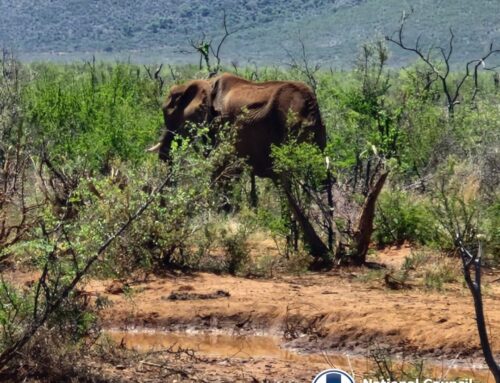 “CONSERVATION” AND STARVATION: MADIKWE GAME RESERVE A WILDLIFE TRAGEDY