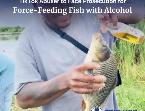 TIK-TOK ABUSER TO FACE PROSECUTION FOR FORCE-FEEDING FISH WITH ALCOHOL