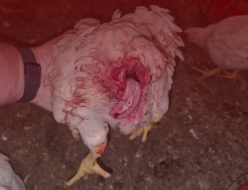 NSPCA Forced to Cull Thousands of Chickens