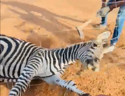 Brutal Killing of Zebra Highlights Horrific Cruelty Trends