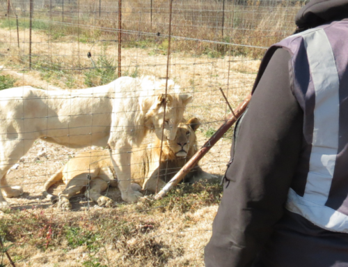 NSPCA Opposes Industry’s Lion Bone Quota Comeback