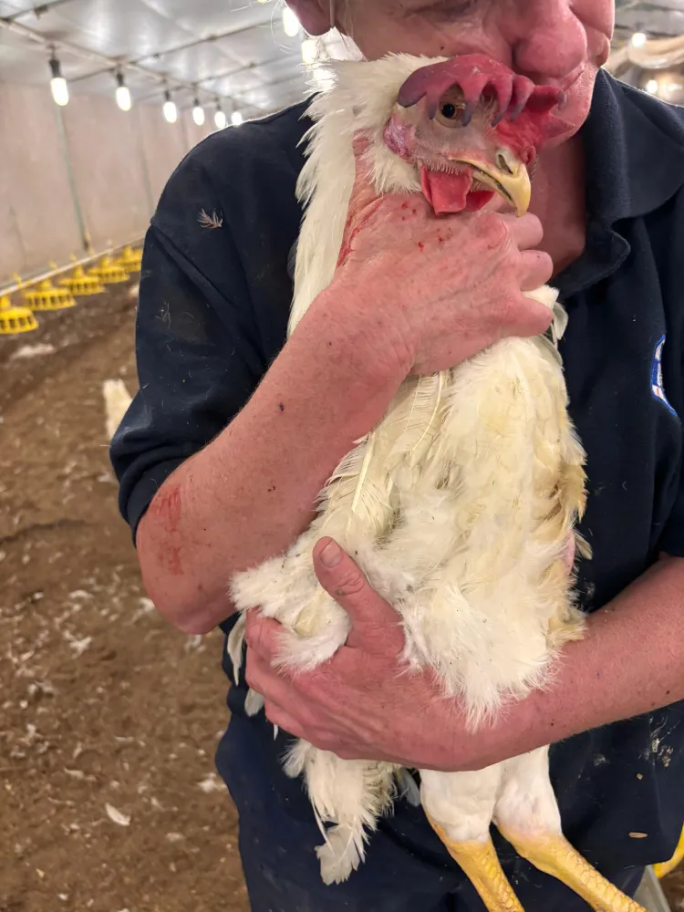 Chicken Poultry Farm NSPCA Response