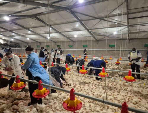 More Than a Million Chickens Abandoned and Starving / Daybreak Foods