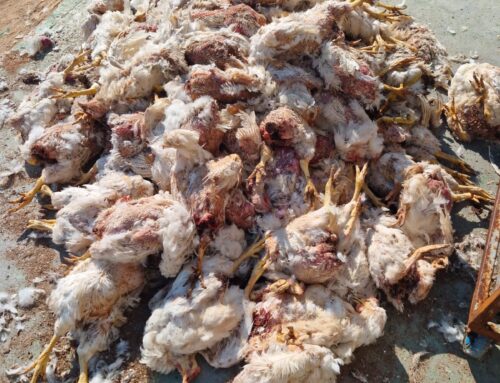 Urgent Interim Order Obtained Against Daybreak to Protect Nearly 600k Starving Birds