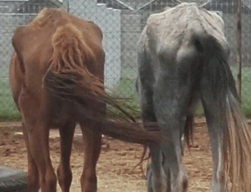 SANDF’s Starved Horses – 7 Years Later