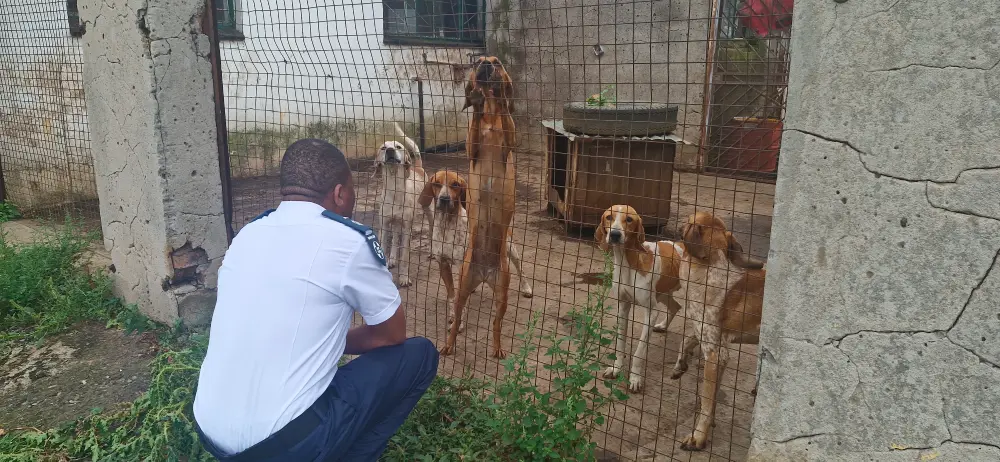 NSPCA Inspector Checking on hounds