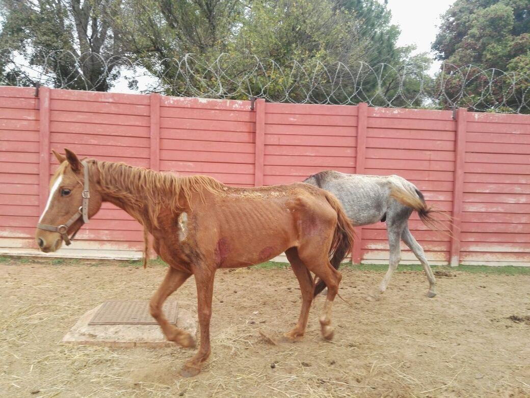 SANDF Horses 3