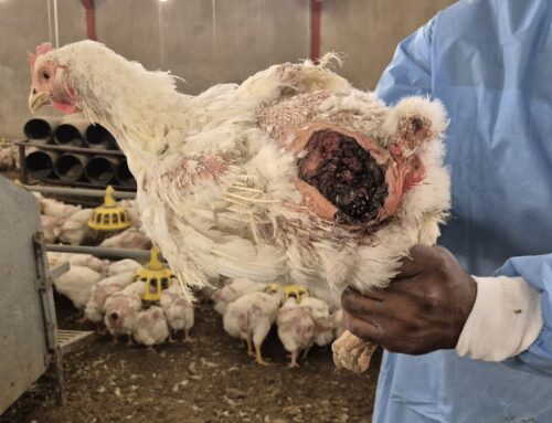 NSPCA Court Win Ruffles Daybreak’s Feathers: R74 Million Can’t Buy Mercy