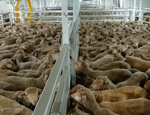 NSPCA Commends Veterinary Body’s Stand Against Live Export by Sea Trade