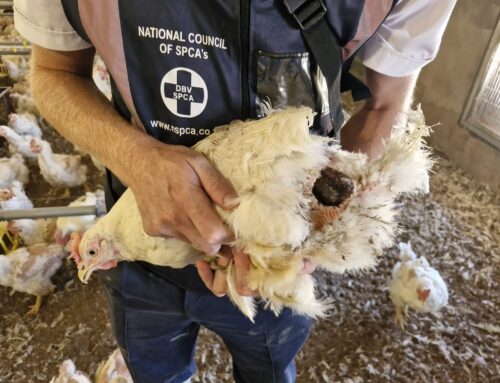 NSPCA Files Docket Against Daybreak for Million-Bird Massacre