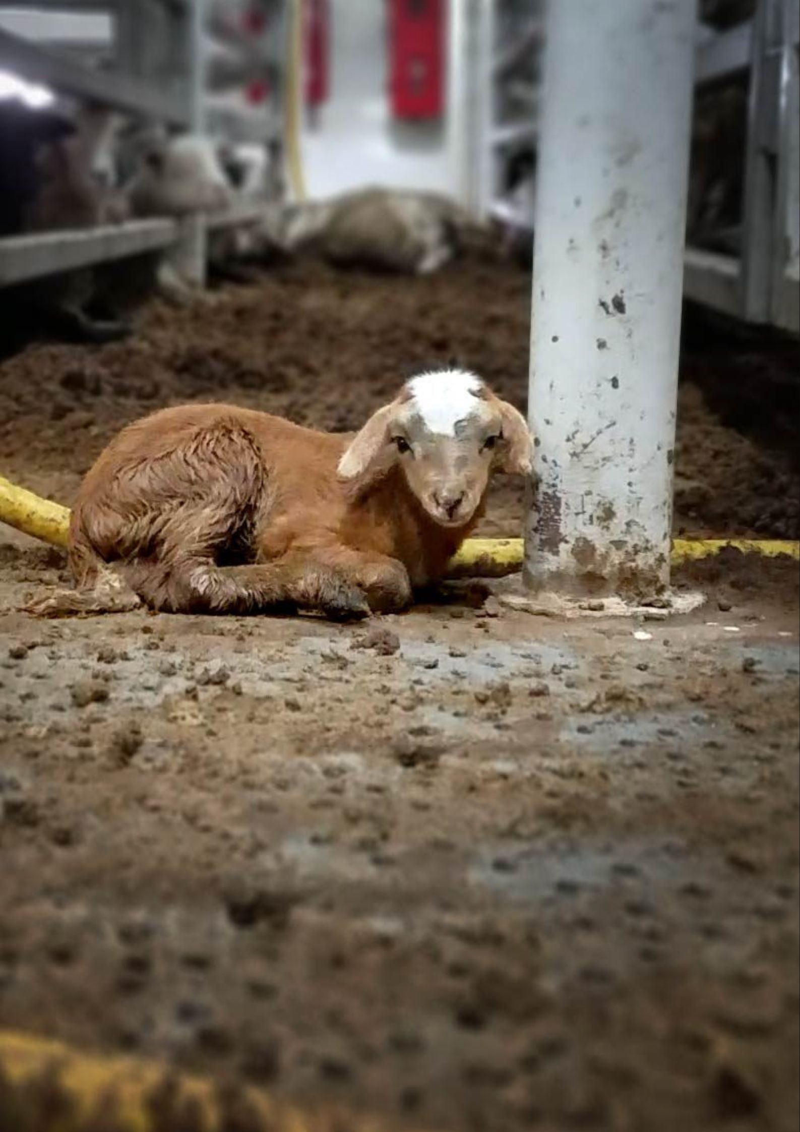 Live Export