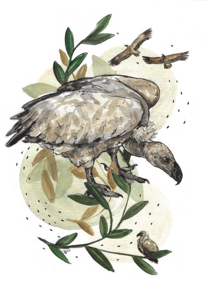 "Bound but not Broken: The Rouxville Vulture's Rescue" - Original Watercolour Painting
